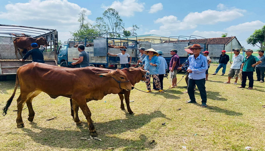 Bình Sơn: Bình Mỹ cấp 49 con bò cho nông dân địa phương