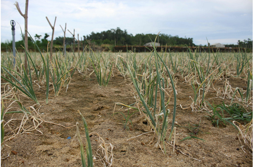 Xã Bình Hải; Sâu hại hành lá, khiến nông dân lo lắng