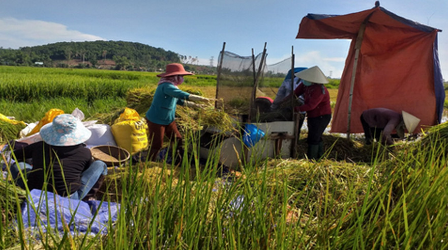 Phụ nữ Bình Sơn hỗ trợ các gia đình cách ly thu hoạch nông sản
