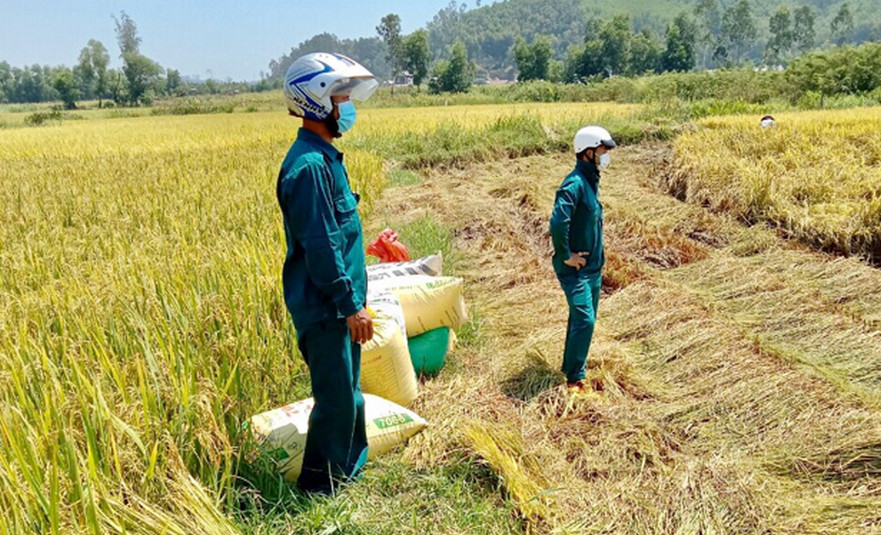 Dân quân xã Bình Phước giúp các hộ cách ly thu hoạch lúa