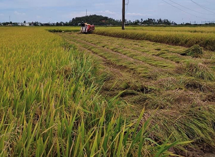 Nông dân Bình Sơn thu hoạch lúa Hè Thu