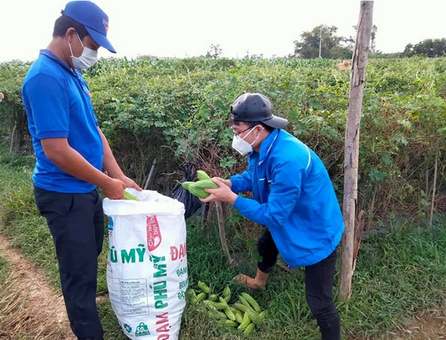 Tuổi trẻ Bình Chương thu hoạch hoa màu giúp người dân trong khu phong tỏa, cách ly phòng chống Covid19