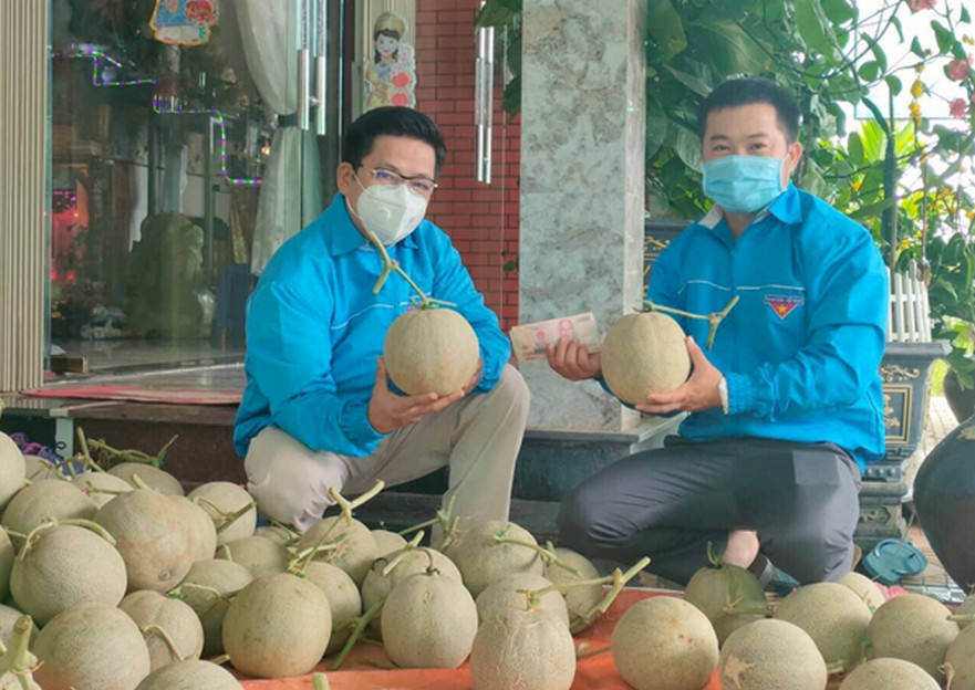Tuổi trẻ Bình Sơn kết nối tiêu thụ hơn 6 tấn dưa lưới giúp nông dân Bình Hòa