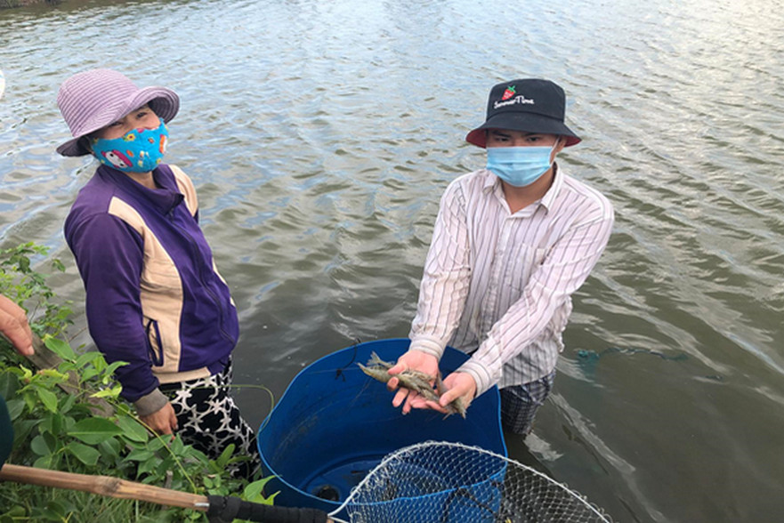 LĐLĐ huyện Bình Sơn hỗ trợ tiêu thụ tôm giúp nông dân