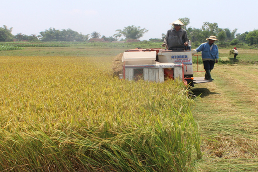 Nông dân Bình Sơn vừa phòng chống dịch vừa thu hoạch lúa Hè Thu
