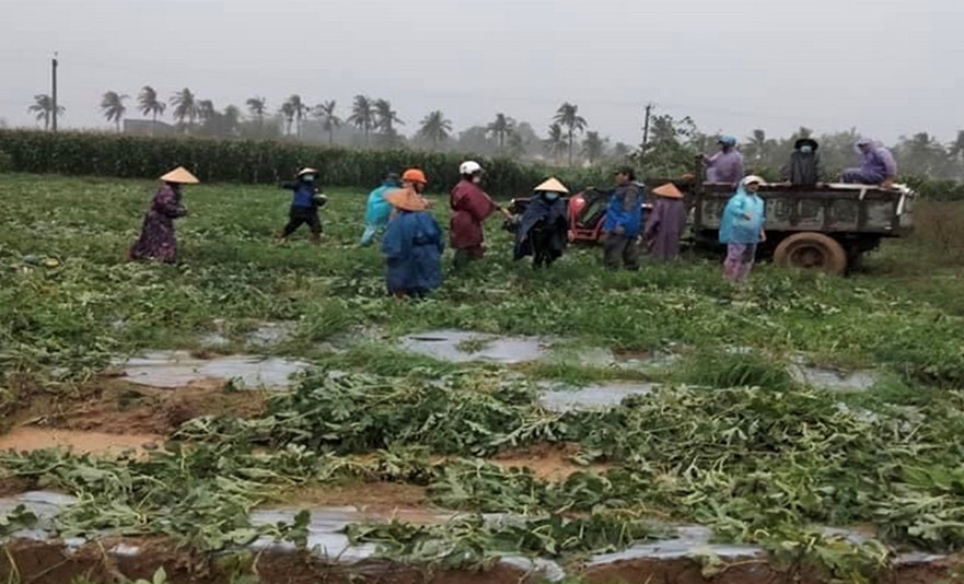 Nông dân Bình Chương khẩn trương thu hoạch dưa hấu