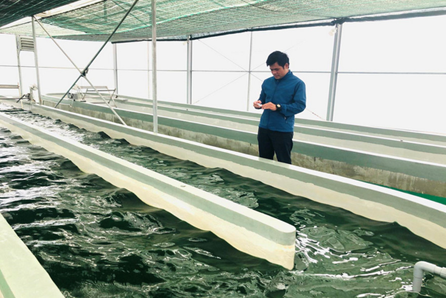 Sản xuất tảo xoắn hướng đi mới của ngành nông nghiệp huyện Bình Sơn