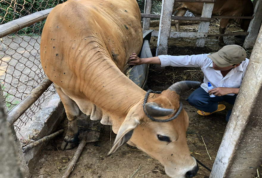Bình Sơn quyết liệt phòng chống dịch bệnh Viêm da nổi cục ở trâu bò