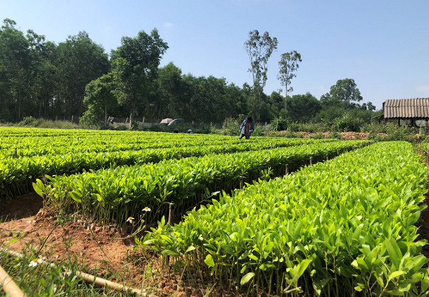 Lan tỏa phong trào nông dân sản xuất kinh doanh giỏi ở huyện Bình Sơn