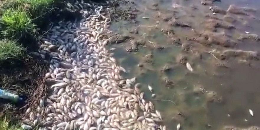 Cá ở sông Châu Me chết hàng loạt chưa rõ nguyên nhân
