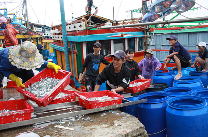 Ngư dân Bình Châu trúng cá cơm đầu năm