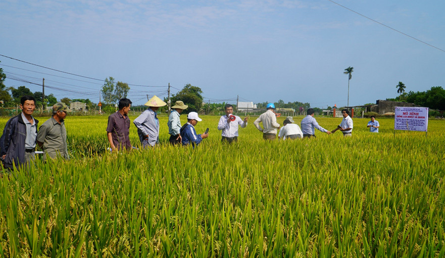 Bình Hòa: Đánh giá kết quả mô hình trình diễn “Áp dụng giống mới, tiến bộ kỹ thuật, công nghệ mới trong sản xuất lúa”