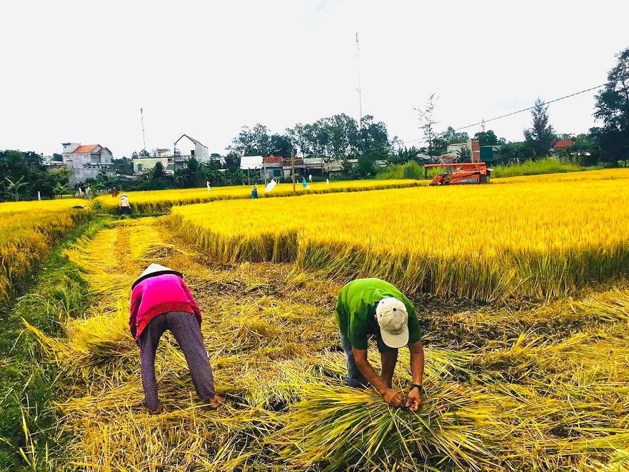Nông dân Bình Sơn vừa thực hiện phòng chống dịch vừa khẩn trương thu hoạch lúa đông xuân