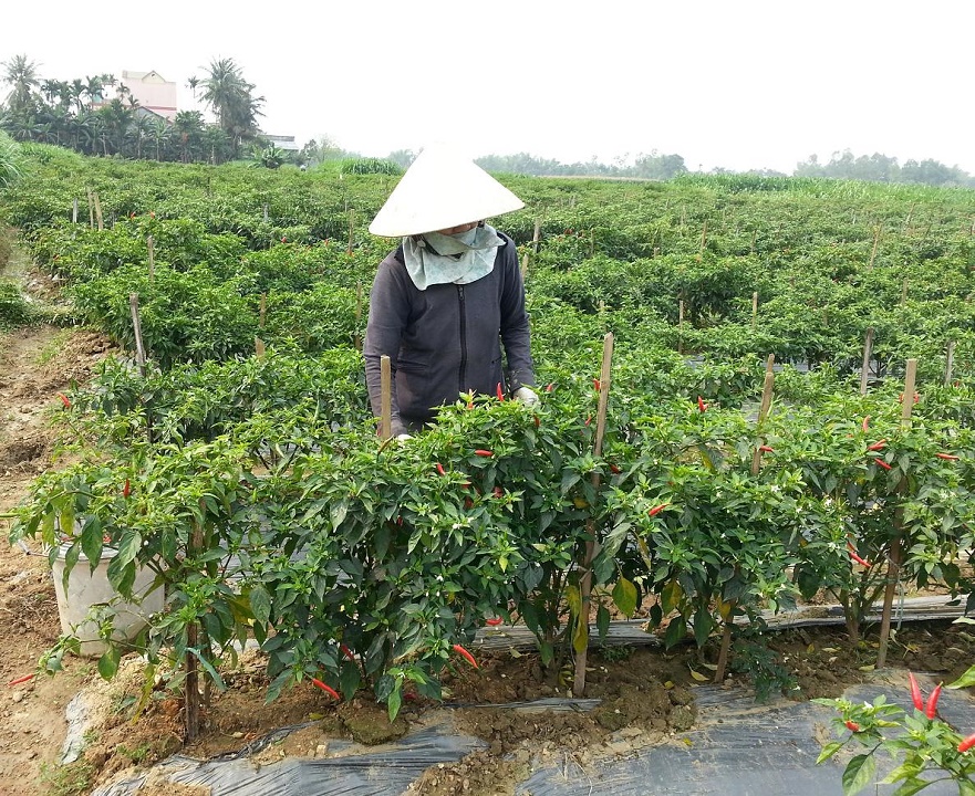 Nông dân Bình Sơn chuyển đổi đất lúa sang trồng rau màu cho hiệu quả kinh tế