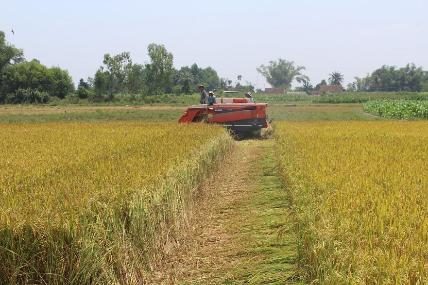 Nông dân huyện Bình Sơn thu hoạch lúa Hè Thu trà sớm