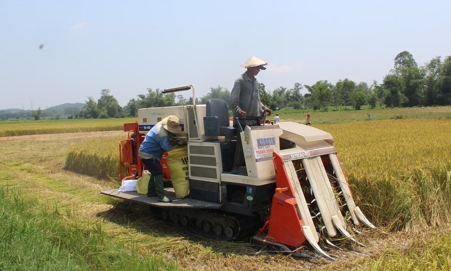Bình Sơn: Nông dân khẩn trương thu hoạch lúa hè thu
