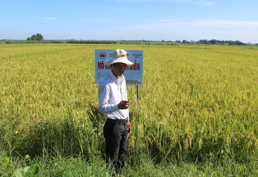 Nông dân huyện Bình Sơn thu hoạch xong diện tích lúa hè thu